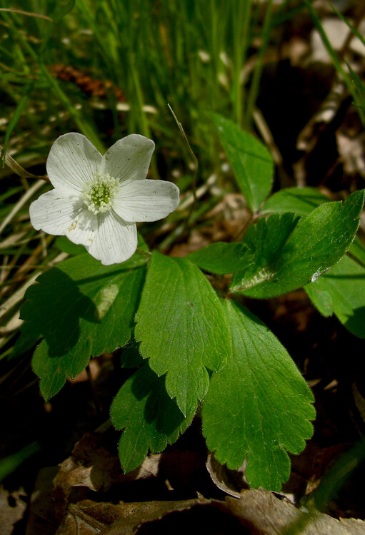 MAY POD May Flower