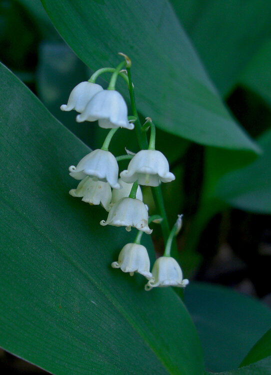 June #4  Lily of the Valley