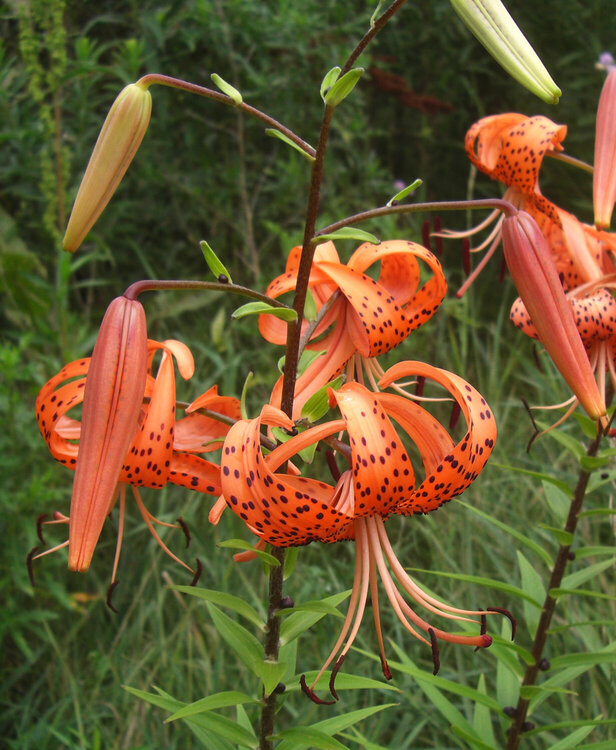 Turk&#039;s Caps