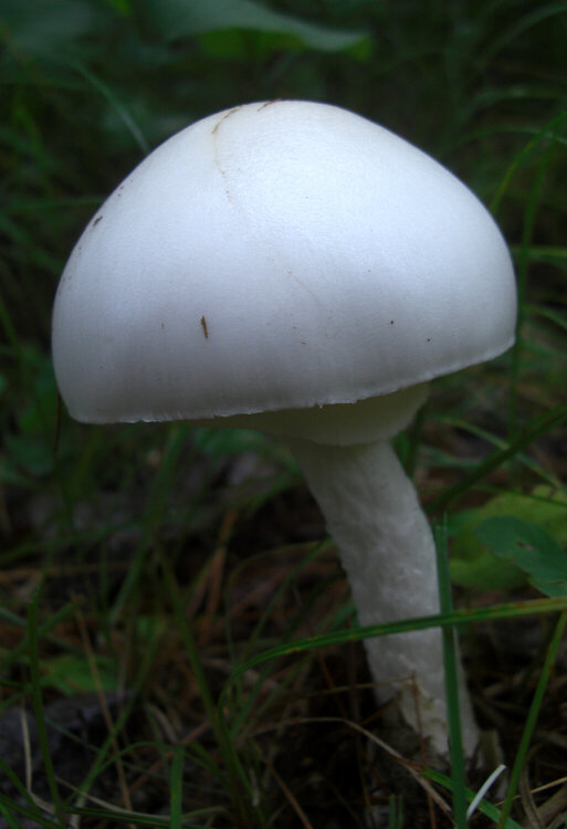 A Very White Mushroom