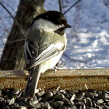 Feb 27  Waiting for Spring