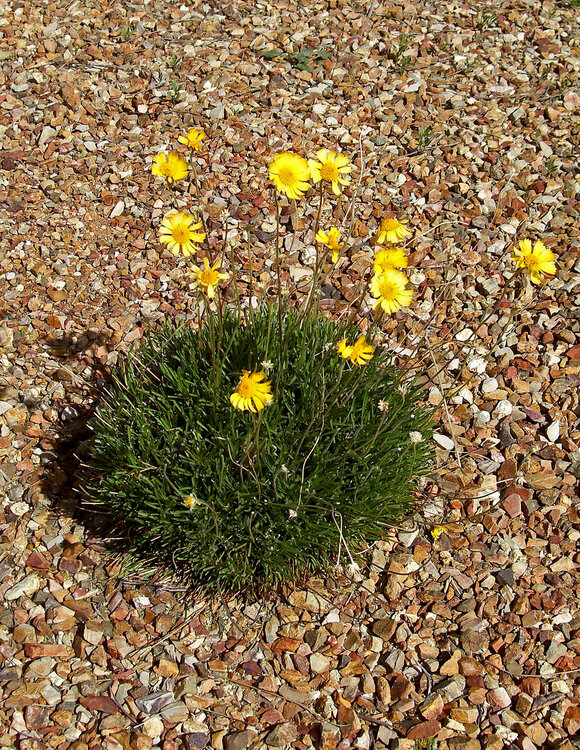 Desert Marigolds