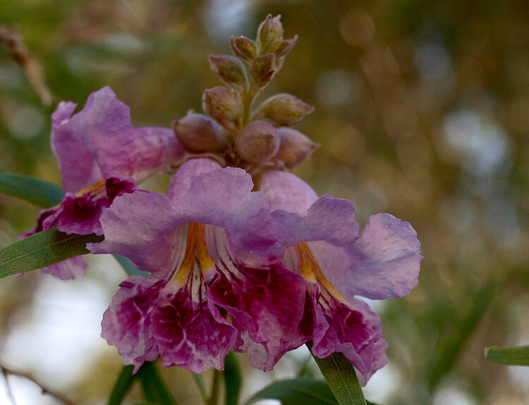 Desert Willow bloom