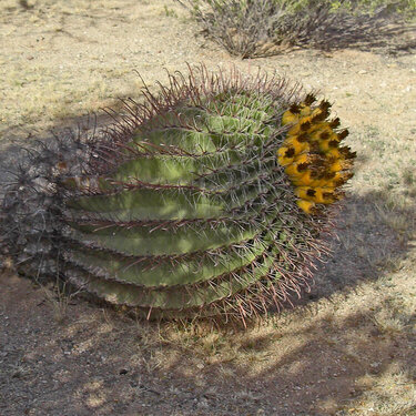 Arizona Cactus falls for sunshine