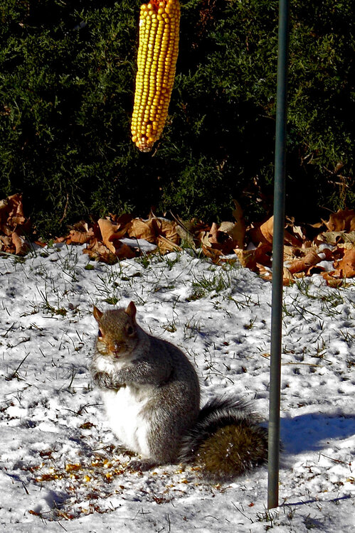 December 3  FAT Squirrel