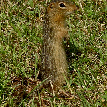 Sept 1  Posing Gopher