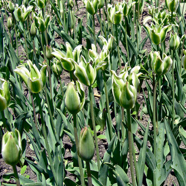 Mini: before, what tulips?