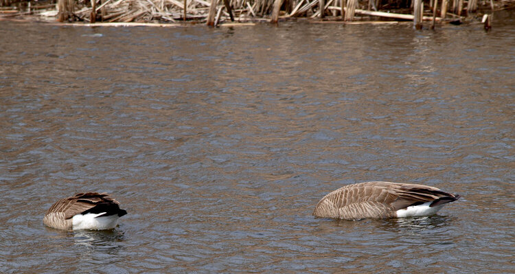 April 24 TWO HEADLESS CANDA GEESE !!!