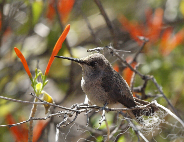 MAY POD  My first Hummingbird Photo!!!