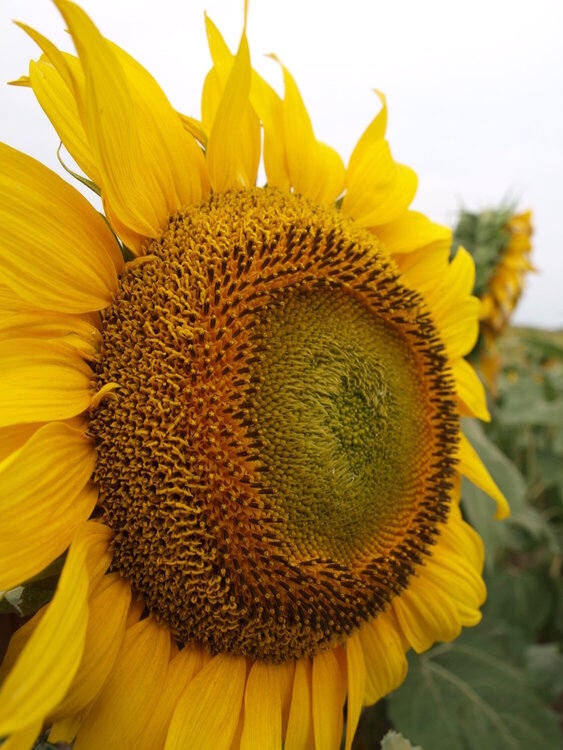 North Dakota Sunflower!!