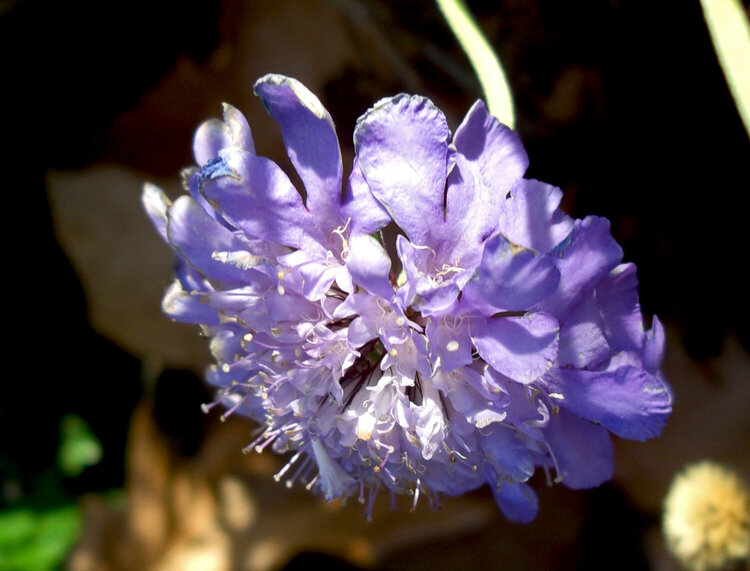 JFF Pincushion Flower