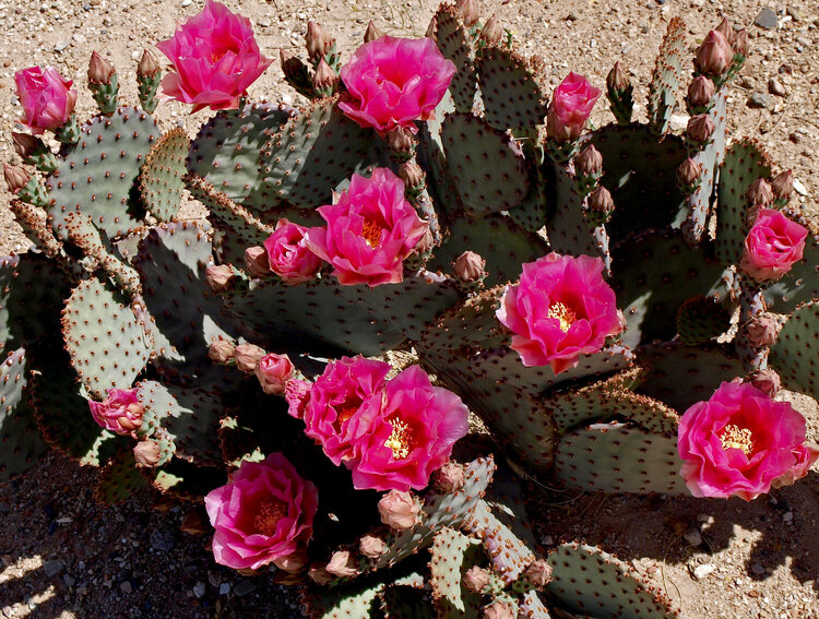 April #4 Blooming Prickly Pear Cactus
