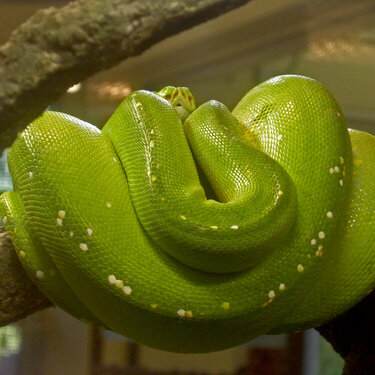 Green snake at Zoo