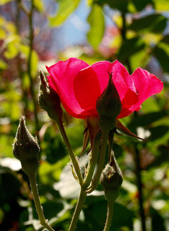 Rose in the sunshine