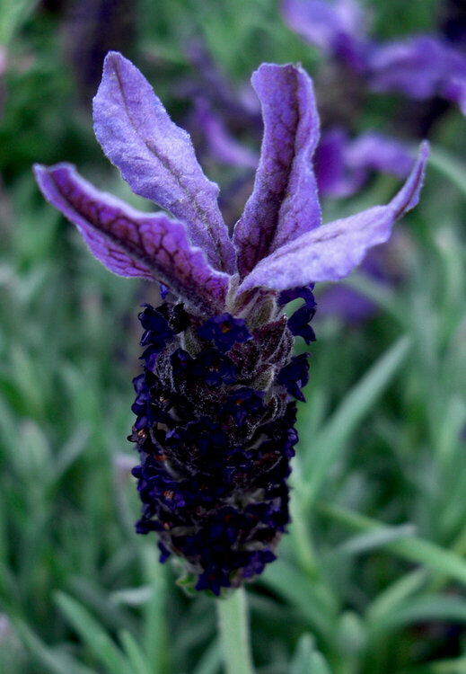 April 28  Spanish Lavender