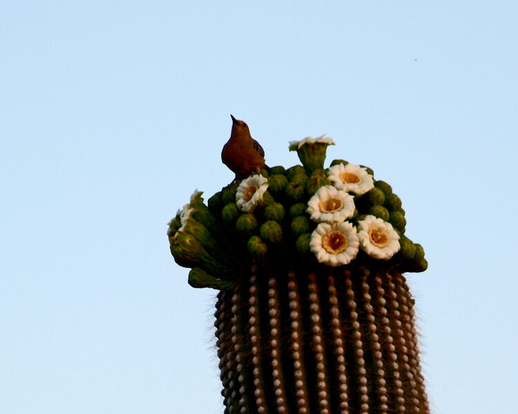 Gila Woodpecker on Suguaro Cactus