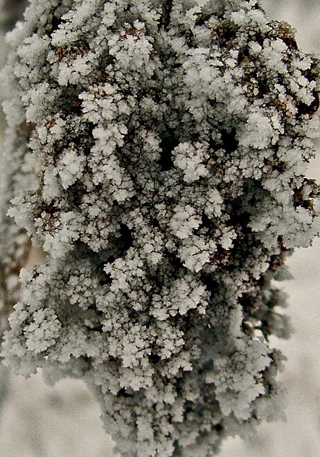 Dec 21   Snow on a Sumac Seed head