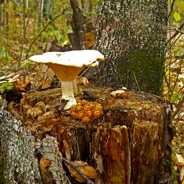 Oct 2  Mushrooms