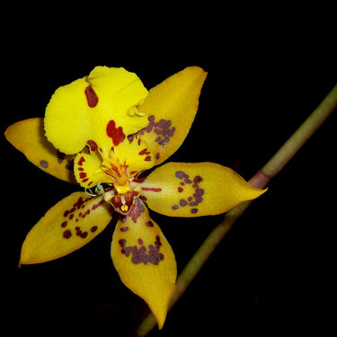 April 8  Nameless Orchid