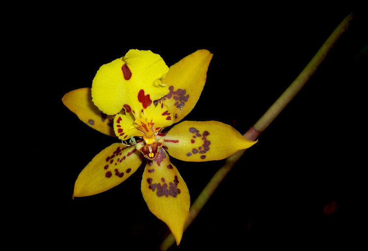 April 8  Nameless Orchid