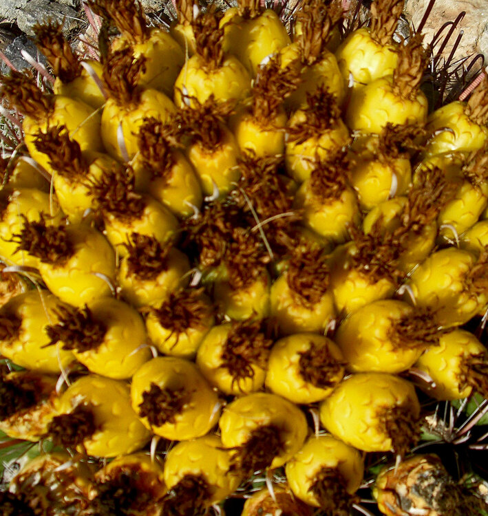 Fruit of a barrel cactus.
