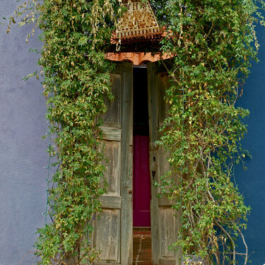 Old doors old vine