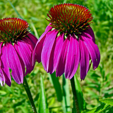 July 13 Purple Coneflower