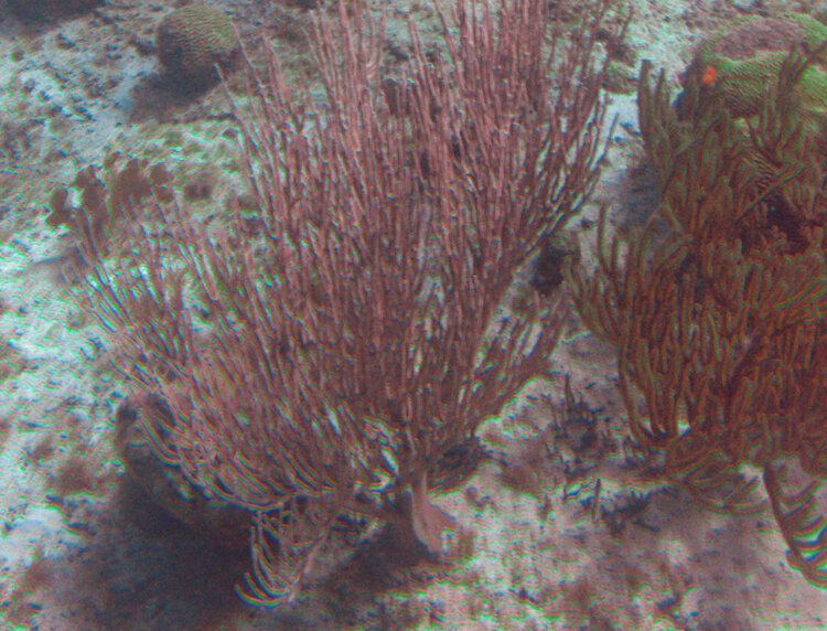 JJF   More coral