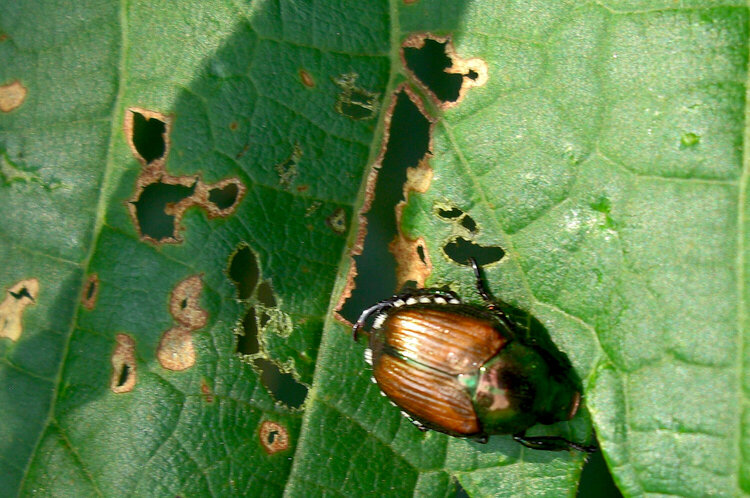 Sept. 9  Copper Bugs