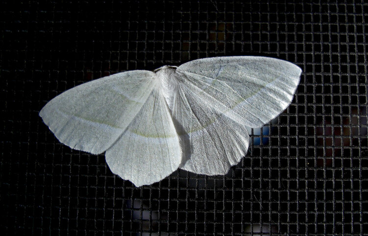A Pale White Moth