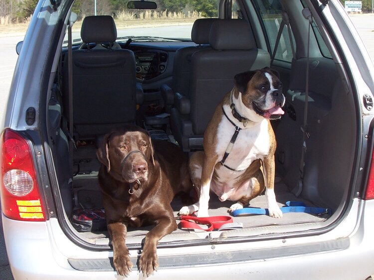 Hanging out waiting for their run