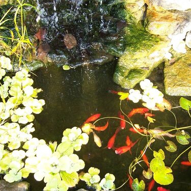 My waterfall and pond
