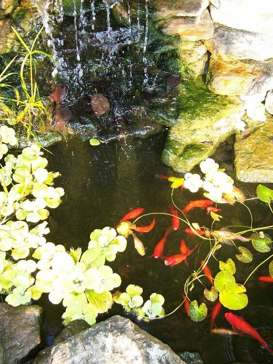 My waterfall and pond