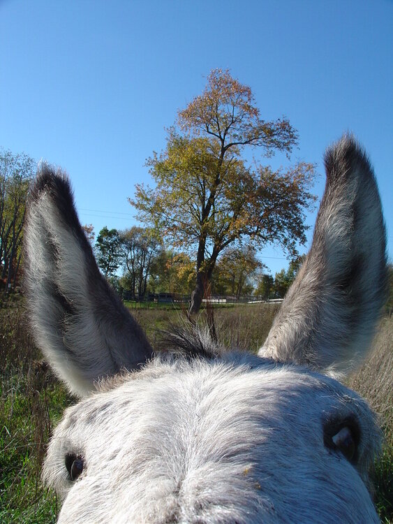 Fall Tree between Donkey Ears