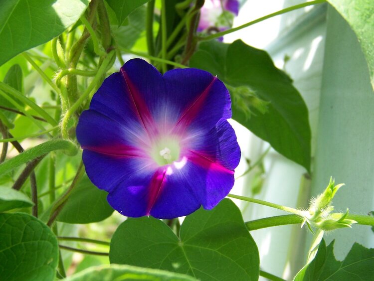 Morning Glory 06