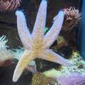 Star fish