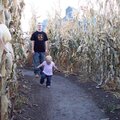 corn maze