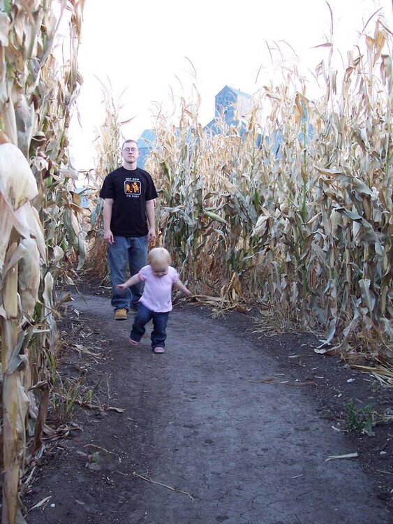 corn maze