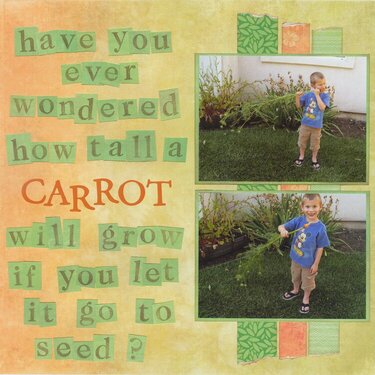 Have You Ever Wondered How Tall a Carrot Will Grow...