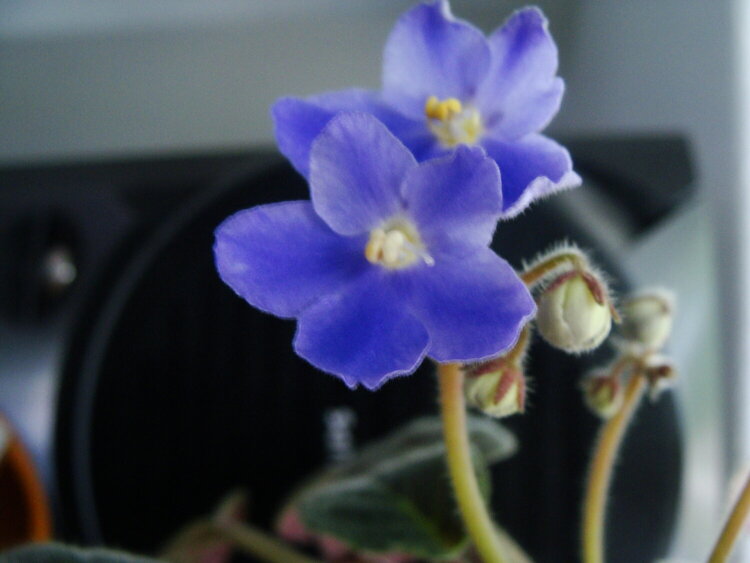 My African Violet