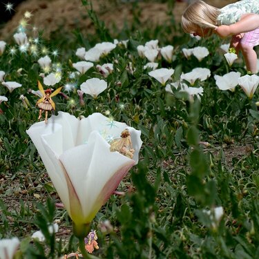 Hide and Seek in the Morning Glories