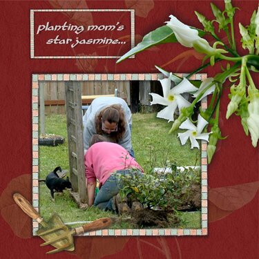 Planting the jasmine for mom