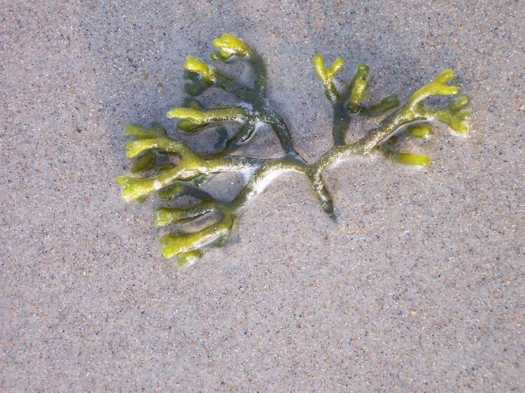 Seaweed Is Beautiful