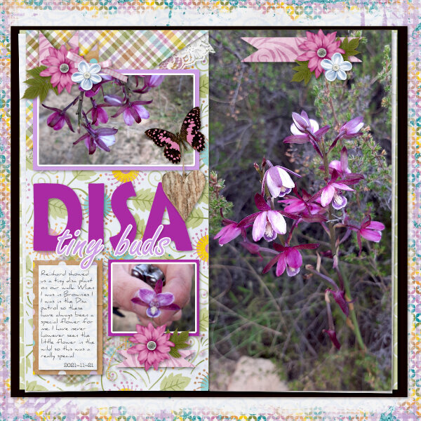 Disa Tiny Buds