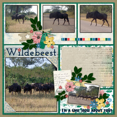 2023-05-07_Wildebeest