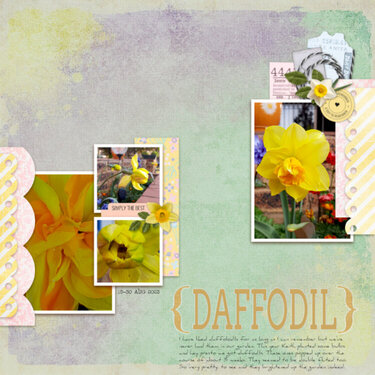 2023-08-30_{Daffodil}