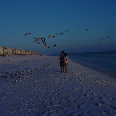 Seagulls