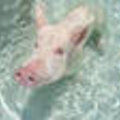 Pigs dont swim or do they