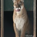 Cougar - Magnetic Hill Zoo - Moncton NB