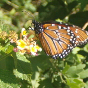 Queen Monarch Butterfly